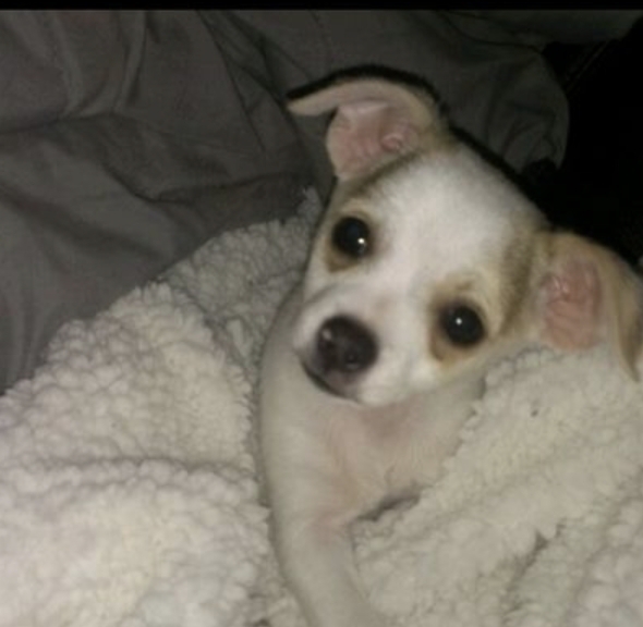 Cory's diabetic dog